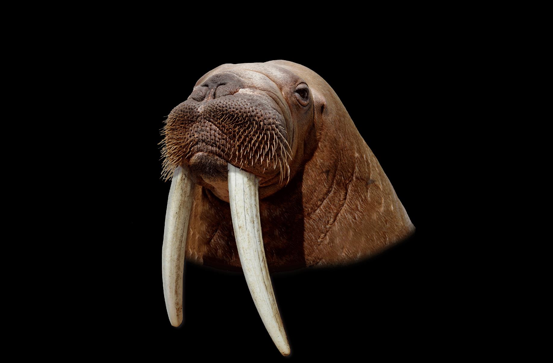 Walrus Work & Case Studies 